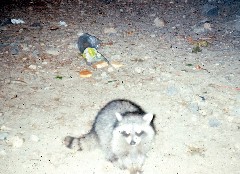 Racoons; Camping